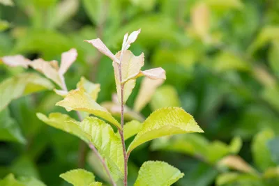 Produktbild von Photinia villosa, Glanzmispel, 60–100 cm