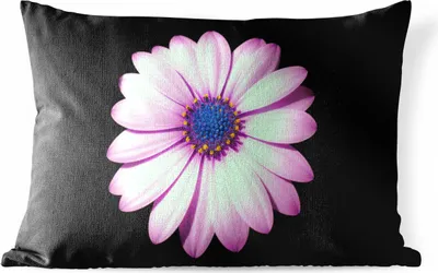 Produktbild von MuchoWow® Outdoor Kissen - Gänseblümchen - Blume - Rosa - 60x40 cm - Wetterfest - Lounge Kissen - Zierkissen - Kissen für Innenräume