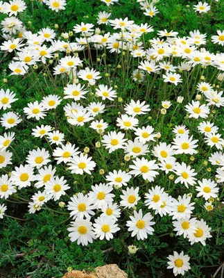 Produktbild von Anthemis carpatica 'Karpatenschnee', Teppichkamille, weiß, ca. 9x9 cm Topf