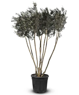 Produktbild von Sunny Tree - Olivenbaum Olea Europaea mehrstämmig - 220/240 Zentimeter hoch -30 jahre alt - Olea europaea - Winterhart bis -18
