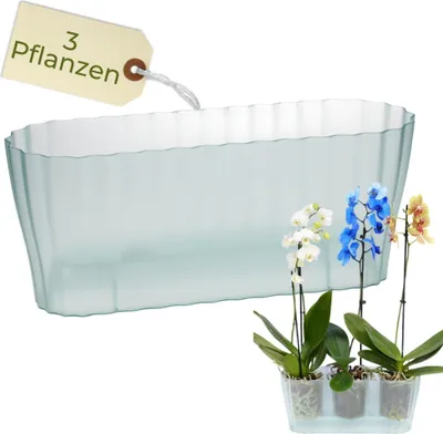 Produktbild von Orchideentopf Transparent Länglicher Orchideenkasten Orchideen Übertopf Durchsichtiger Blumenkasten mit Stufenboden Orchideentopf Groß Orchideenkasten Glas