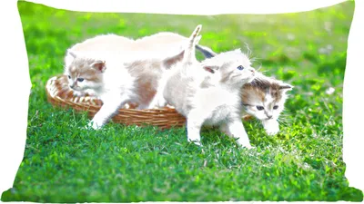 Produktbild von MuchoWow® Zierkissen Sofakissen Wohnzimmer Dekokissen 50x30 cm Kätzchen - Katze - Korb - Mädchen - Kinder - Jungen - Kinder - Wohnzimmerdekoration - Polster mit Photo