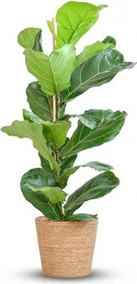 Image de Green boutiQ - Plante d'intérieur - Ficus lyre - Vert - Peu d'entretien - 1 plante - avec panier - Pot 21 cm - Hauteur 75 - 85 cm