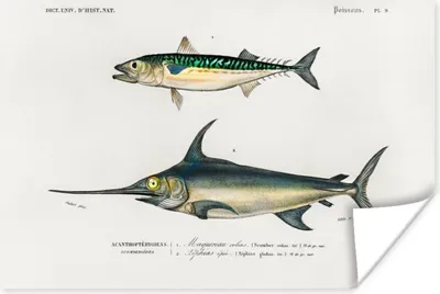 Produktbild von MuchoWow® Poster Fisch - Vintage - Farbe 120x80 cm - Bilder