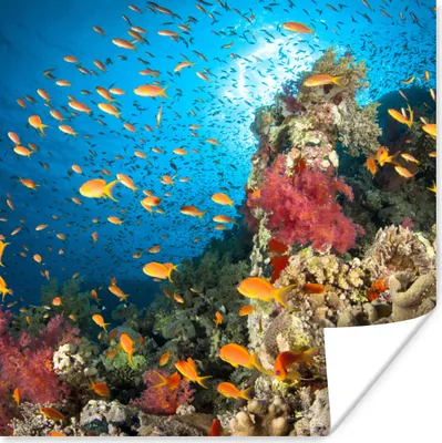 Produktbild von MuchoWow® Poster Koralle mit Fischen 50x50 cm - Wohnzimmerdekoration