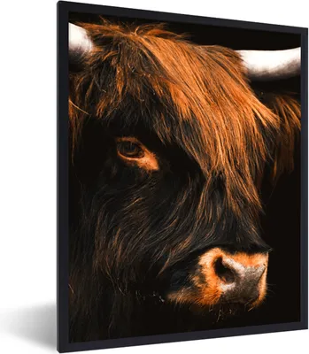 Produktbild von MuchoWow® Gerahmtes Poster Schottischer Highlander - Schwarz - Kuh - Horn - Tiere 60x80 cm - Poster mit Schwarzem Bilderrahmen Wandposter Rahmen Foto Bilder - Premium - Wanddeko Wohnzimmer
