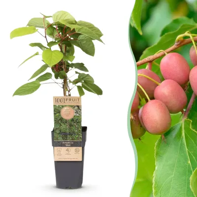 Image de Actinidia arguta Weiki - Plante de kiwi - Fruits mâles - rouges - violets - 40-50cm - Ø15cm - Plante de jardin