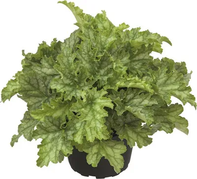 Produktbild von Heuchera "Lime Swizzle" Neuheit 2021/22 - Purpurglöckchen "Lime Swizzle" im Topf 12 cm  - 12cm