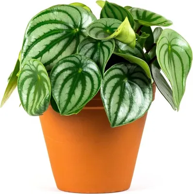 Obrázok produktu pre Gardners Peperomia Argyreia, priemer 11-12 cm
