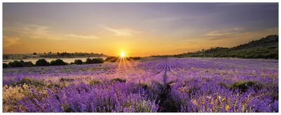 Produktbild von Wallario Wandbild aus Acryl, 200 x 80 cm, freischwebende Optik - Sonnenuntergang über dem Lavendel
