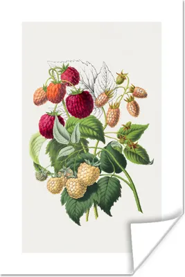 Produktbild von MuchoWow® Poster Himbeeren - Obst - Lebensmittel 80x120 cm - Papierdruck