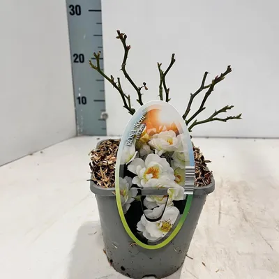 Produktbild von Rosa (PA) 'Kent' ® - Rose | 10-15 cm im topf