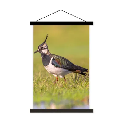 Produktbild von MuchoWow® Textilposter Vogel - Gras - Natur - Tiere - Kiebitz 120x180 cm mit schwarzem Rahmen - Fotos