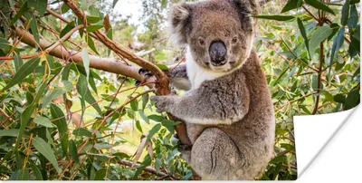 Produktbild von MuchoWow® Poster Koala - Blätter - Kinder - Jungen - Mädchen 160x80 cm - Foto Poster
