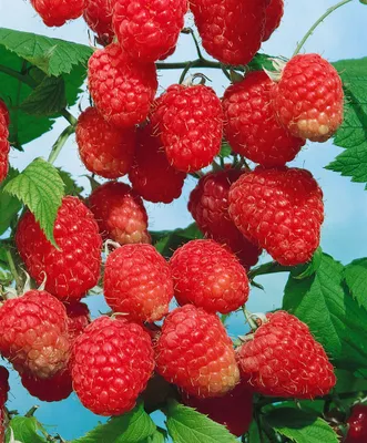 Produktbild von Rubus illecebrosus, Japanische Erdbeere, 30–40 cm