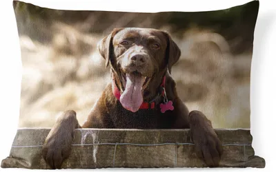 Produktbild von MuchoWow® Outdoor Kissen - Labrador Retriever schaut über einen Zaun - 50x30 cm - Wetterfest - Lounge Kissen - Sofa kissen - Wohnzimmer Dekoration