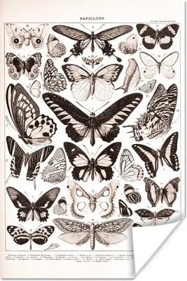 Produktbild von MuchoWow® Poster Schmetterling - Insekten - Tiere 80x120 cm - Papierdruck