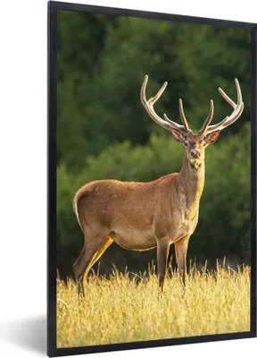 Produktbild von MuchoWow® Gerahmtes Poster Hirsch - Geweih - Gras - Natur - Tiere - Grün 60x90 cm - Poster mit Schwarzem Bilderrahmen Wandposter Rahmen Foto Bilder - Kunst