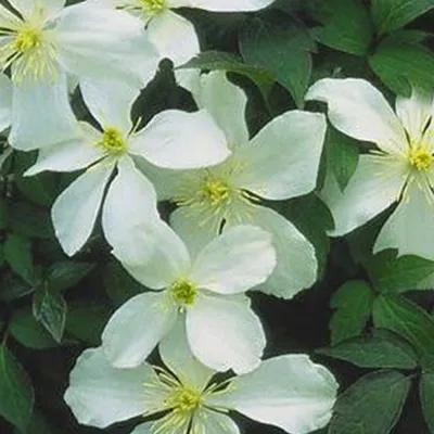 Immagine prodotto di 2 x  Clematide  - Clematis montana 'Grandiflora'  | 50-60 cm in vaso