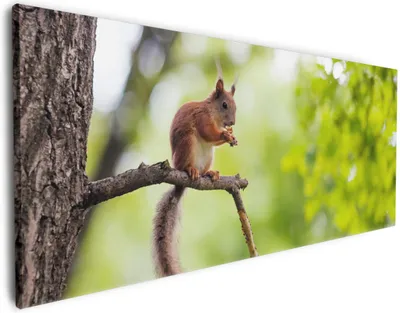 Produktbild von Wallario Premium Leinwandbild Eichhörnchen auf einem Ast in Größe 60 x 150 cm