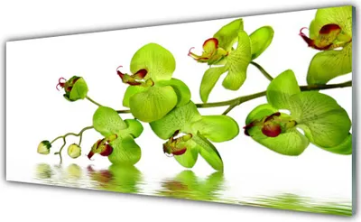 Produktbild von Acrylglasbilder 125x50 Wandbild Druck Blumen Pflanzen
