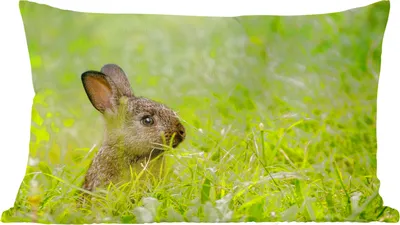 Produktbild von MuchoWow® Zierkissen Sofakissen Wohnzimmer Dekokissen 50x30 cm Kaninchen - Baby - Gras - Wohnzimmerdekoration - Polster mit Photo