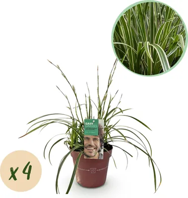 Zdjęcie produktu dla Trawy ozdobne - Carex morrowii Ice Dance - biało-zielone - 4 rośliny - zimozielone - niskie koszty utrzymania - 40-50cm - Ø17cm - Roślina ogrodowa