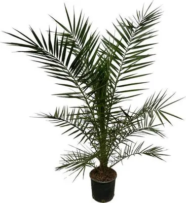 Immagine prodotto di Phoenix Canariensis Palma da datteri delle Canarie - Pianta da appartamento