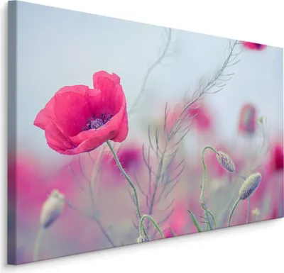 Produktbild von Fabelhafte Canvas LEINWAND BILDER 70x50 cm XXL Kunstdruck Natur Blumen Mohnblumen
