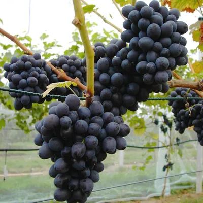 Produktbild von Weinrebe Isabella blau 3,5 Liter Topf