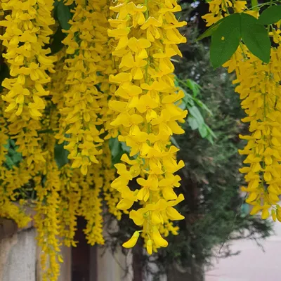 Obrázek produktu pro Laburnum 2L