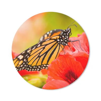 Produktbild von MuchoWow® Mauspad Mousepad Blumen - Schmetterlinge - Monarch 20x20 cm - Mousepads - Maus Mat - Pad - Mausunterlage - Schreibtischmatte