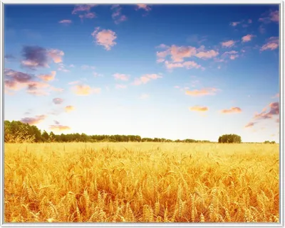 Produktbild von Wallario Wandbild Weizenfeld unter blauem Himmel, Größe: 40,30 x 50,30 cm, Poster mit weißem Aluminiumrahmen