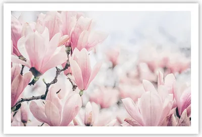 Produktbild von Poster - Poster ohne Rahmen - Magnolie Blumen Rosa - 91,5x61 cm - Wand Bild - Wanddeko - Wandbilder - Kunstposter - Wandposter - Bilder - Kunstdruck - Wanddekoration - Wandbild - P2XAA91x61-4396