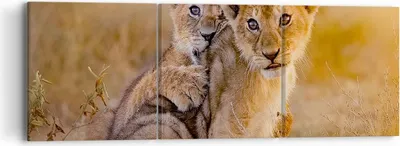Produktbild von Bild auf Leinwand - Leinwandbild - Löwe Natur Tier - 90x30cm - Wand Bild - Wanddeko - Wandbilder - Leinwanddruck - Bilder - Kunstdruck - Wanddekoration - Leinwand bilder - Wandkunst - CA90x30-3480