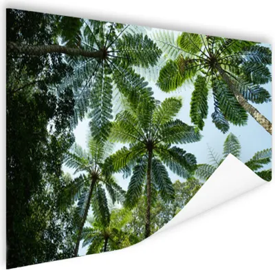 Produktbild von MuchoWow® Poster Bäume und Blätter im Dschungel 180x120 cm - Fotoplakat