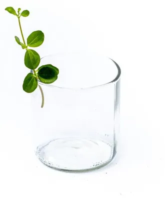 Produktbild von Gardners Peperomia rotundifolia - Steckling zur Vermehrung
