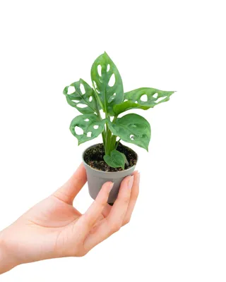 Produktbild von Baby Monstera Adansonii - Zimmerpflanze - 2cm Stecklinge - Höhe 15cm