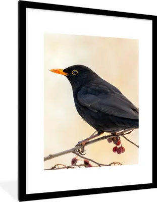 Produktbild von MuchoWow® Gerahmtes Poster Amsel - Vogel - Zweige - Beere - Rot 60x80 cm - Poster mit Schwarzem Bilderrahmen Wandposter Rahmen Foto Bilder - Wohnzimmer - Dekorationen - Prämie