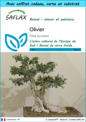 Image de SAFLAX Ensemble-cadeau - Olivier - 20 graines - Olea
