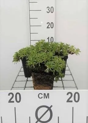 Produktbild von 6 x  Azorella trifurcata - Andenpolster - Topf 9 x 9 cm