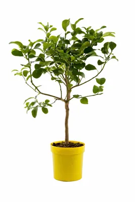 Produktbild von Citrus medica Zedratzitrone 70–100 cm Stämmchen – echte Zitronatzitrone, mediterraner Zitrusbaum für Kübel, aromatische Citrus Pflanze für Terrasse &