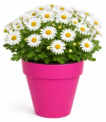 Produktbild von MC Pflanzentopf/Blumentopf - Kunststoff - rosa - D20 x 17 cm
