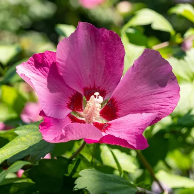 Obrázek produktu pro Zahradní ibišek (Hibiscus syriacus) Woodbridge, sada 3 kusu, mrazuvzdorný
