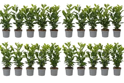 Produktbild von 20x Kirschlorbeer Novita 40-50 cm | Prunus laurocerasus Novita | Winterharte Heckenpflanzen | Immergrüne Sichtschutzhecke