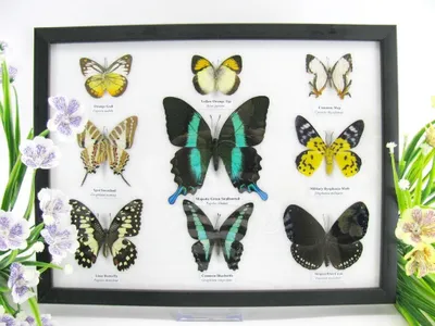 Image de 9 papillons naturalisés, présentés dans un cadre photo avec une boîte de présentation ombragée