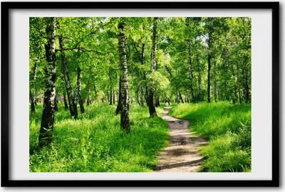 Produktbild von Bild 60x40 MDF-Rahmen, Wandkunst Birkenwald