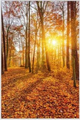 Produktbild von Wallario Wandbild Sonnenuntergang im herbstlichen Wald, Größe: 61 x 91,50 cm, Poster mit weißem Aluminiumrahmen