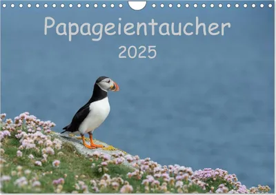 Produktbild von Papageientaucher 2025 (Wandkalender 2025 DIN A4 quer), CALVENDO Monatskalender