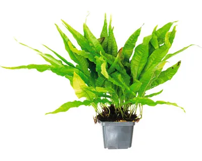 Produktbild von Javafarn Spezies - Microsorum pteropus, SP